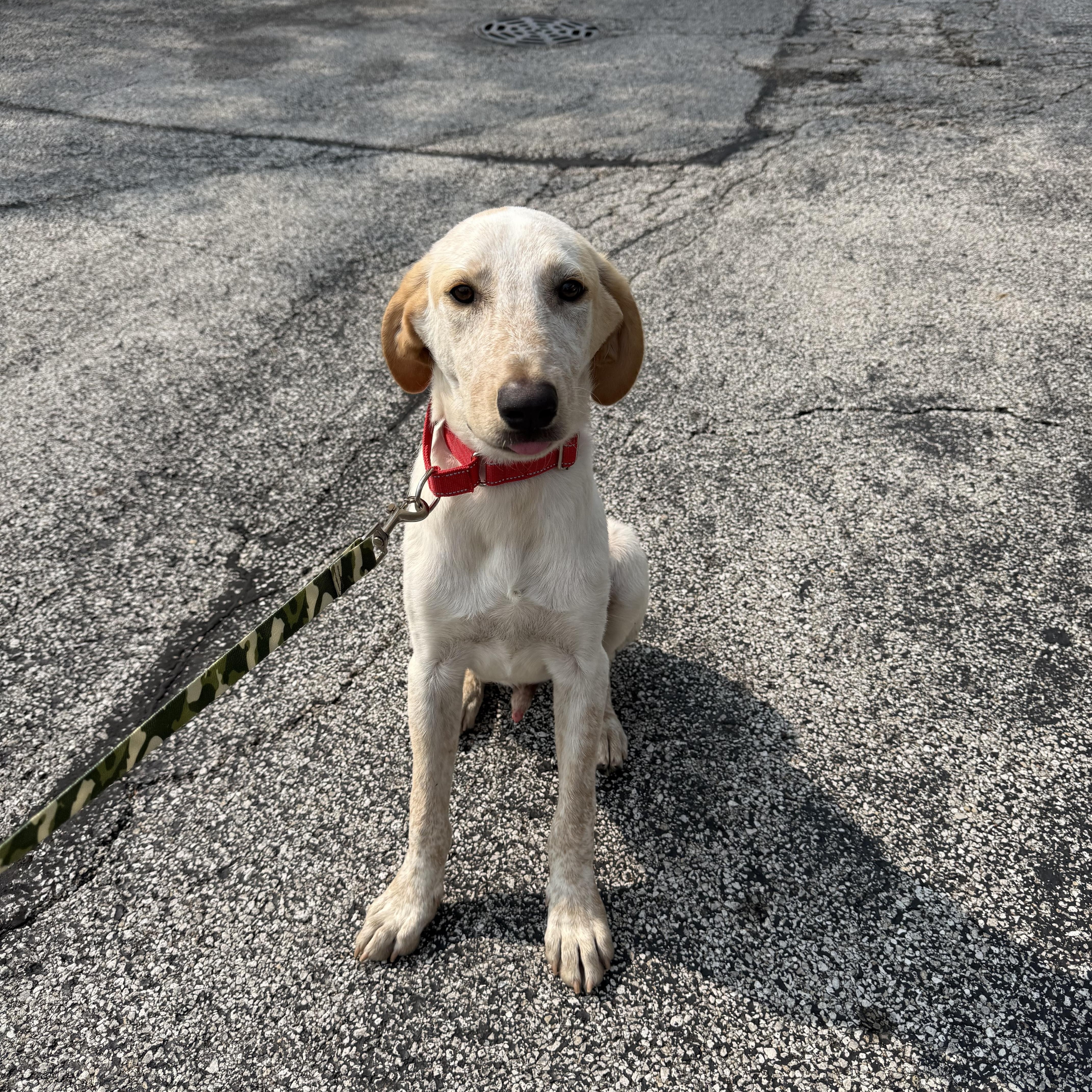Andy, a Adoptable mixed breed in Oswego, IL image 4/6