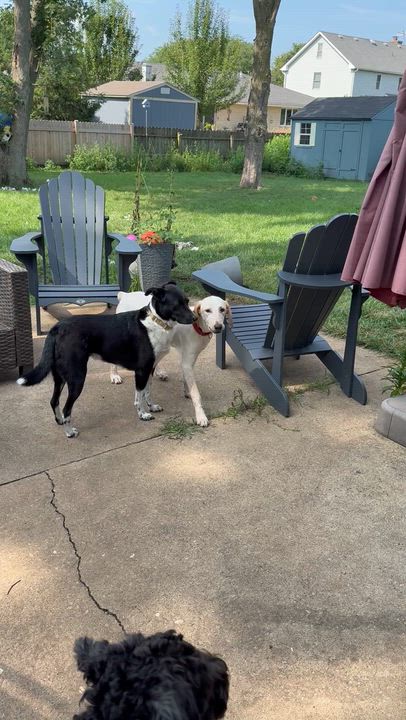 Enlarge Andy, a Adoptable mixed breed in Oswego, IL video 6/6