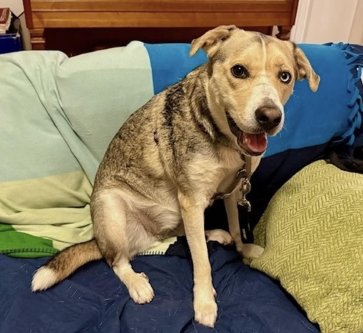 Lola — thumbnail 3