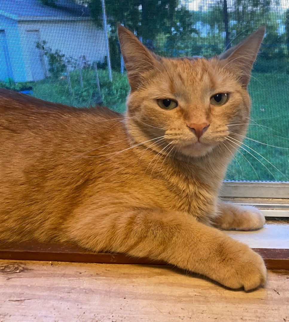 Curry, a Adoptable mixed breed in Brainerd, MN image 2/4