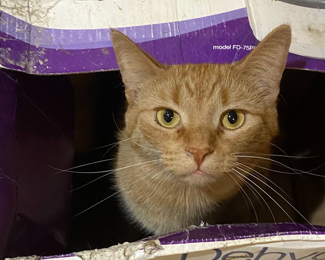 Curry, Adoptable, Adult Female Domestic Short Hair & Tabby.