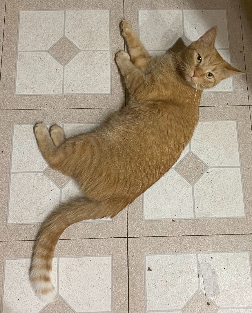 Curry, a Adoptable mixed breed in Brainerd, MN image 3/4