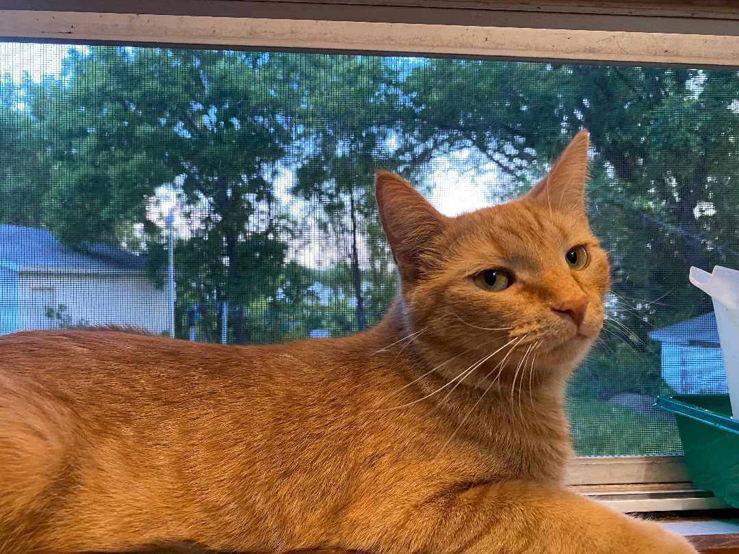 Curry, a Adoptable mixed breed in Brainerd, MN image 4/4