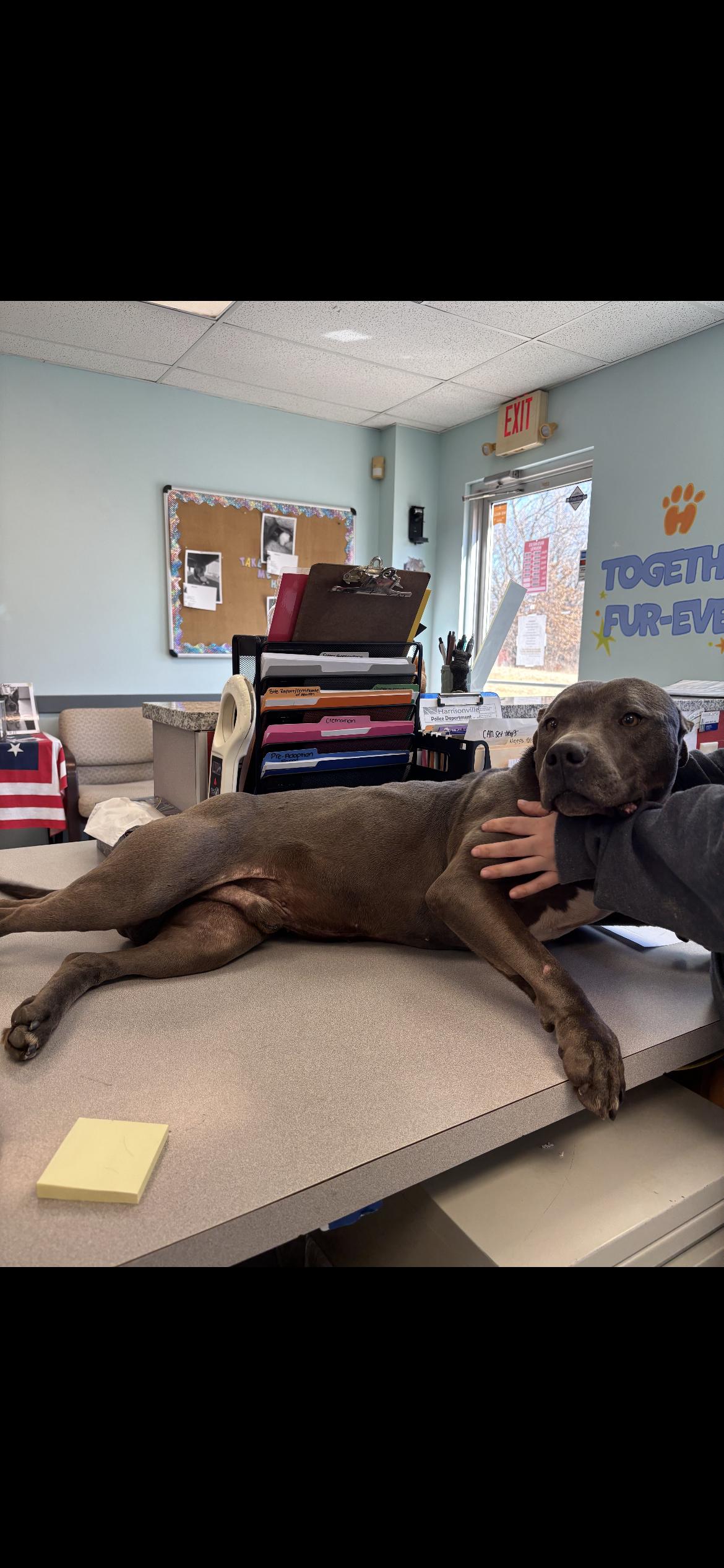 Baby Face, adoptable, Adult Male Pit Bull Terrier.