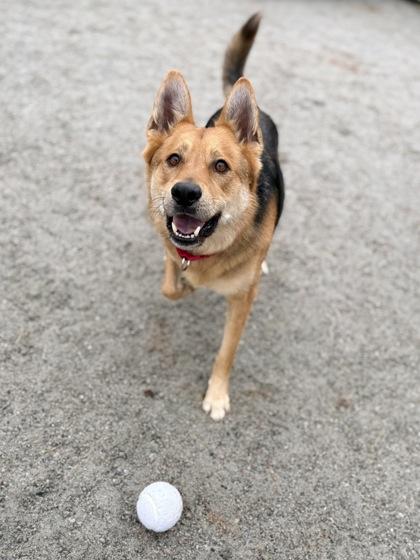 Enlarge Grizz Lee Bear, a Adoptable Mixed Breed in Fairfax, VA image 1/3