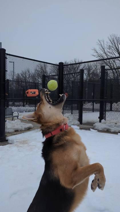 Enlarge Grizz Lee Bear, a Adoptable Mixed Breed in Fairfax, VA image 2/3
