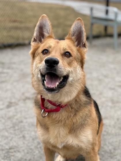 Enlarge Grizz Lee Bear, a Adoptable Mixed Breed in Fairfax, VA image 3/3