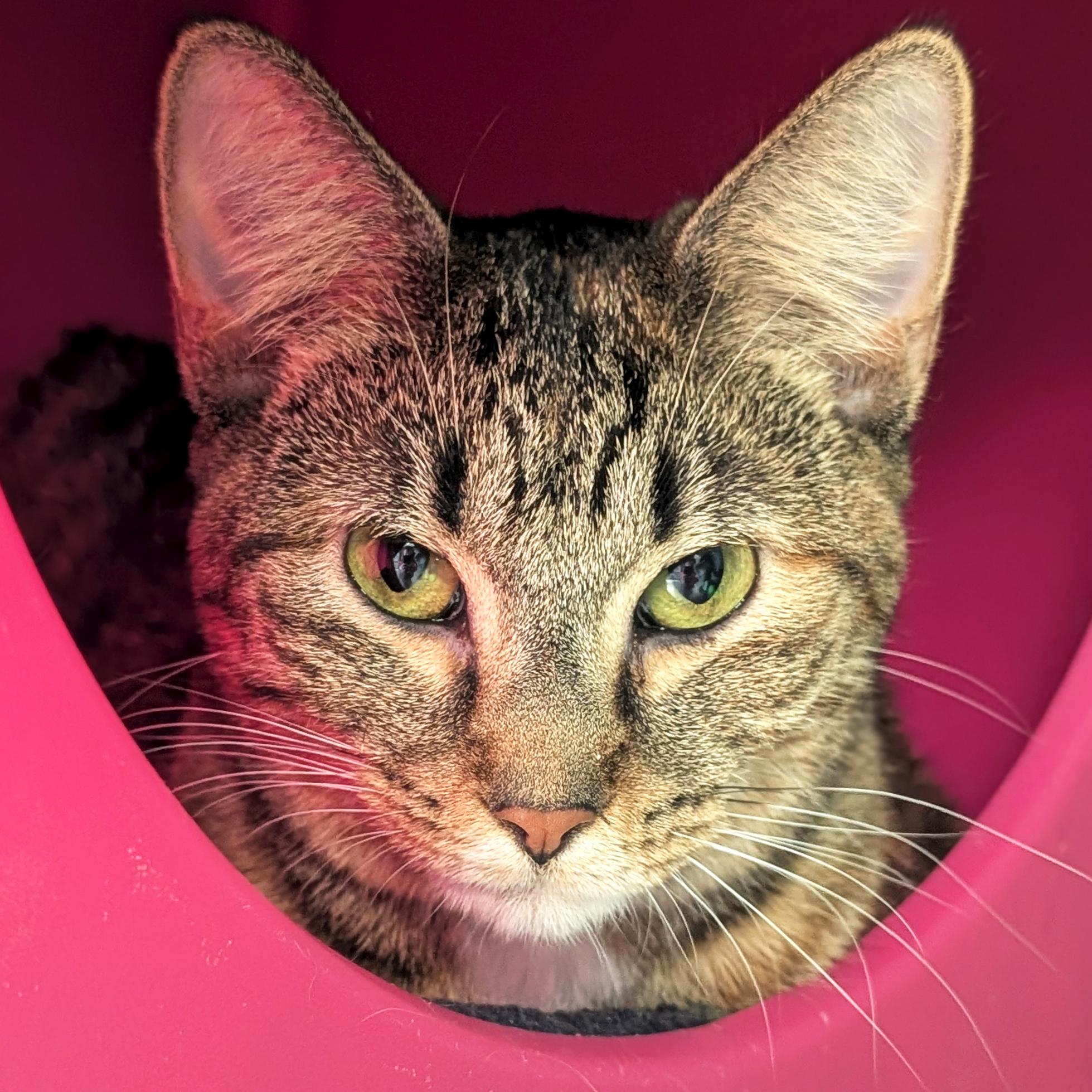 Enlarge Lexi - Reduced Fee!, a ADOPTABLE Domestic Short Hair in Jefferson, WI image 1/1
