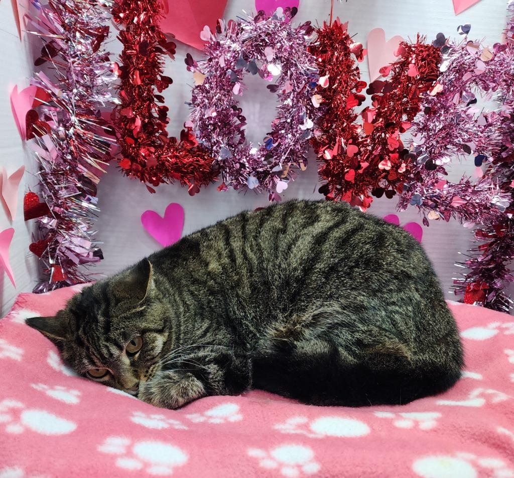 MC, Adoptable, Adult Female Domestic Short Hair.