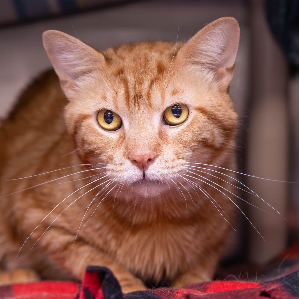 Phys Ed, a Adoptable Domestic Short Hair in Mentor, OH image 1/3