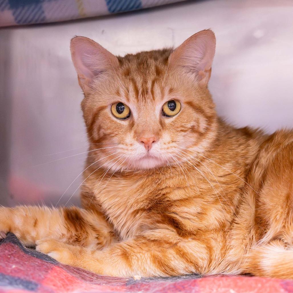 Phys Ed, a Adoptable Domestic Short Hair in Mentor, OH image 2/3