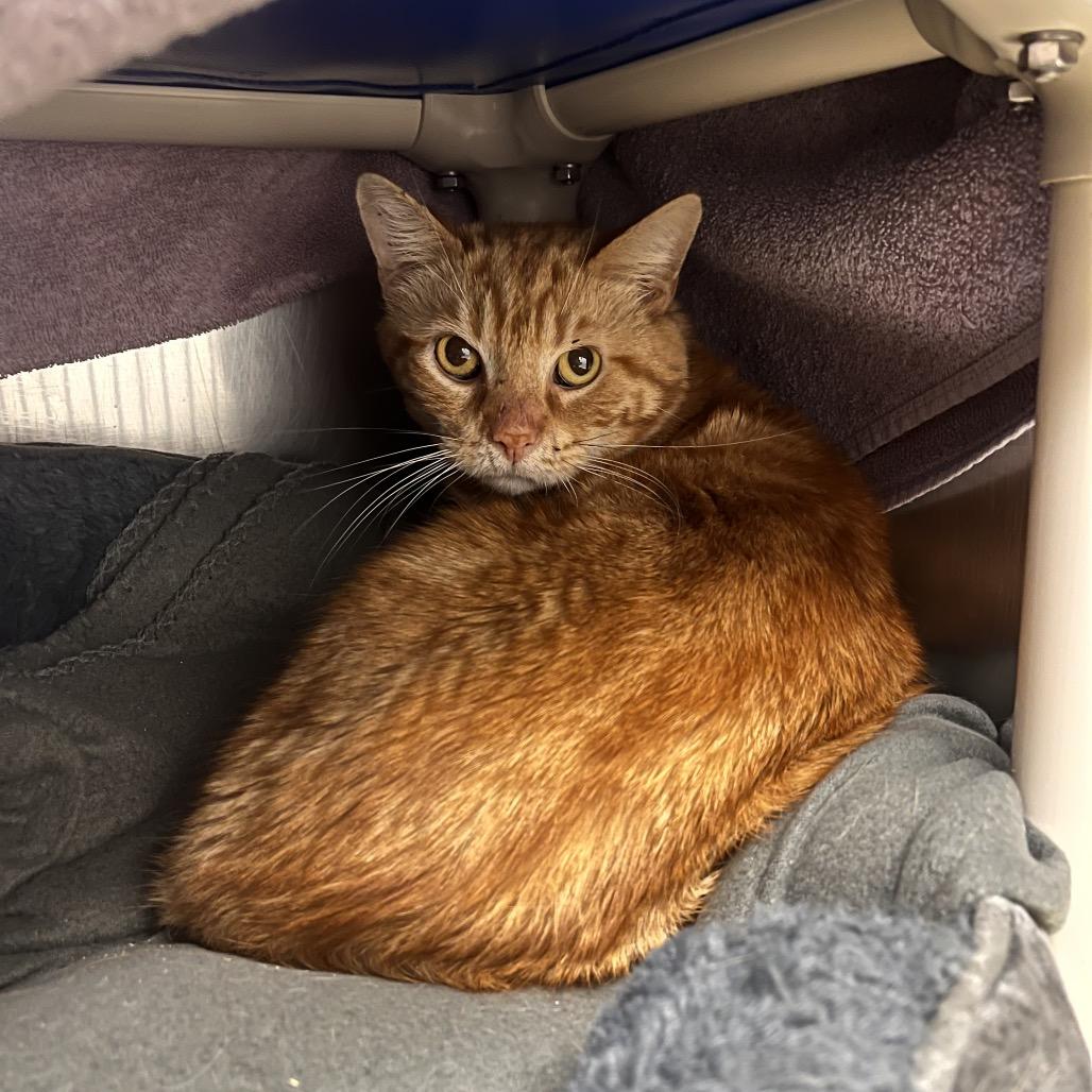 Phys Ed, a Adoptable Domestic Short Hair in Mentor, OH image 3/3
