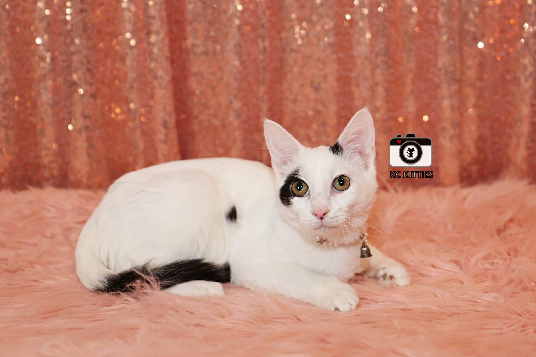 Red Wine Supernova, ADOPTABLE, Kitten Female Domestic Short Hair.