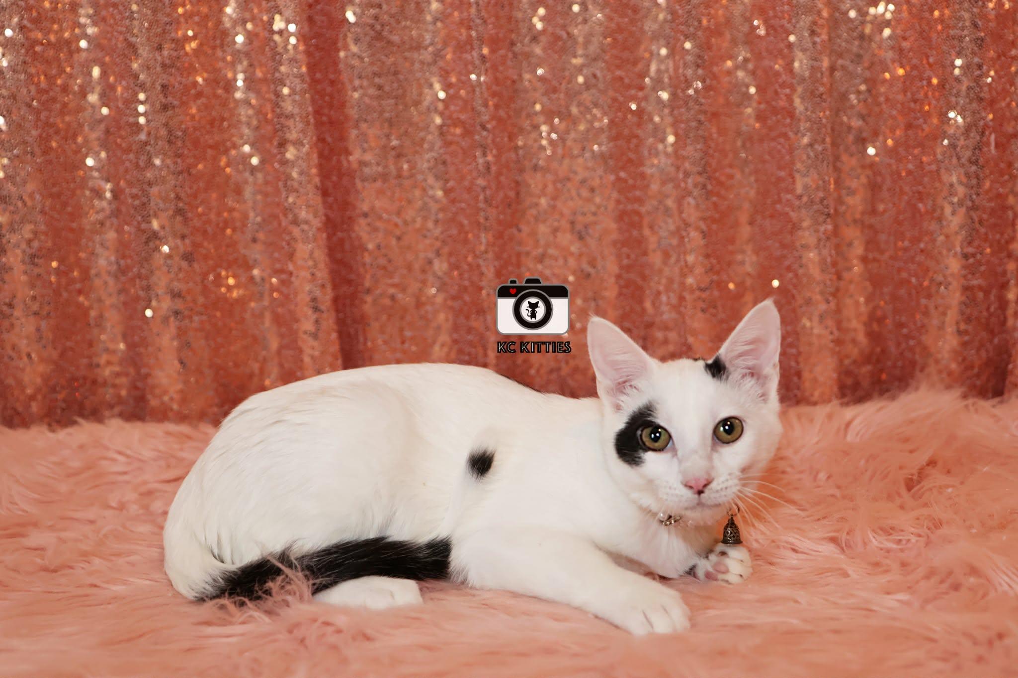 Enlarge Red Wine Supernova, a ADOPTABLE Domestic Short Hair in Overland Park, KS image 3/4