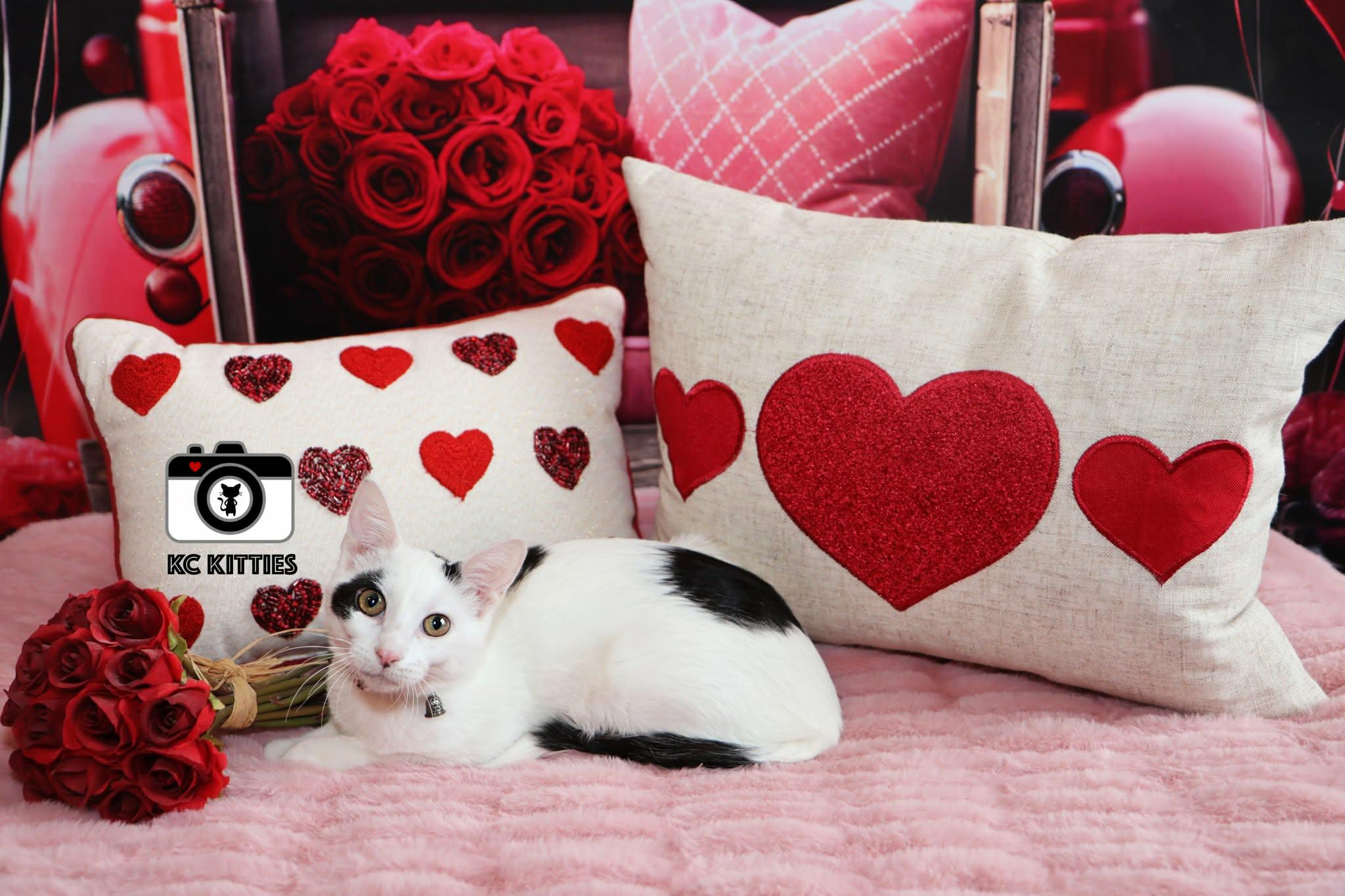 Enlarge Red Wine Supernova, a ADOPTABLE Domestic Short Hair in Overland Park, KS image 4/4