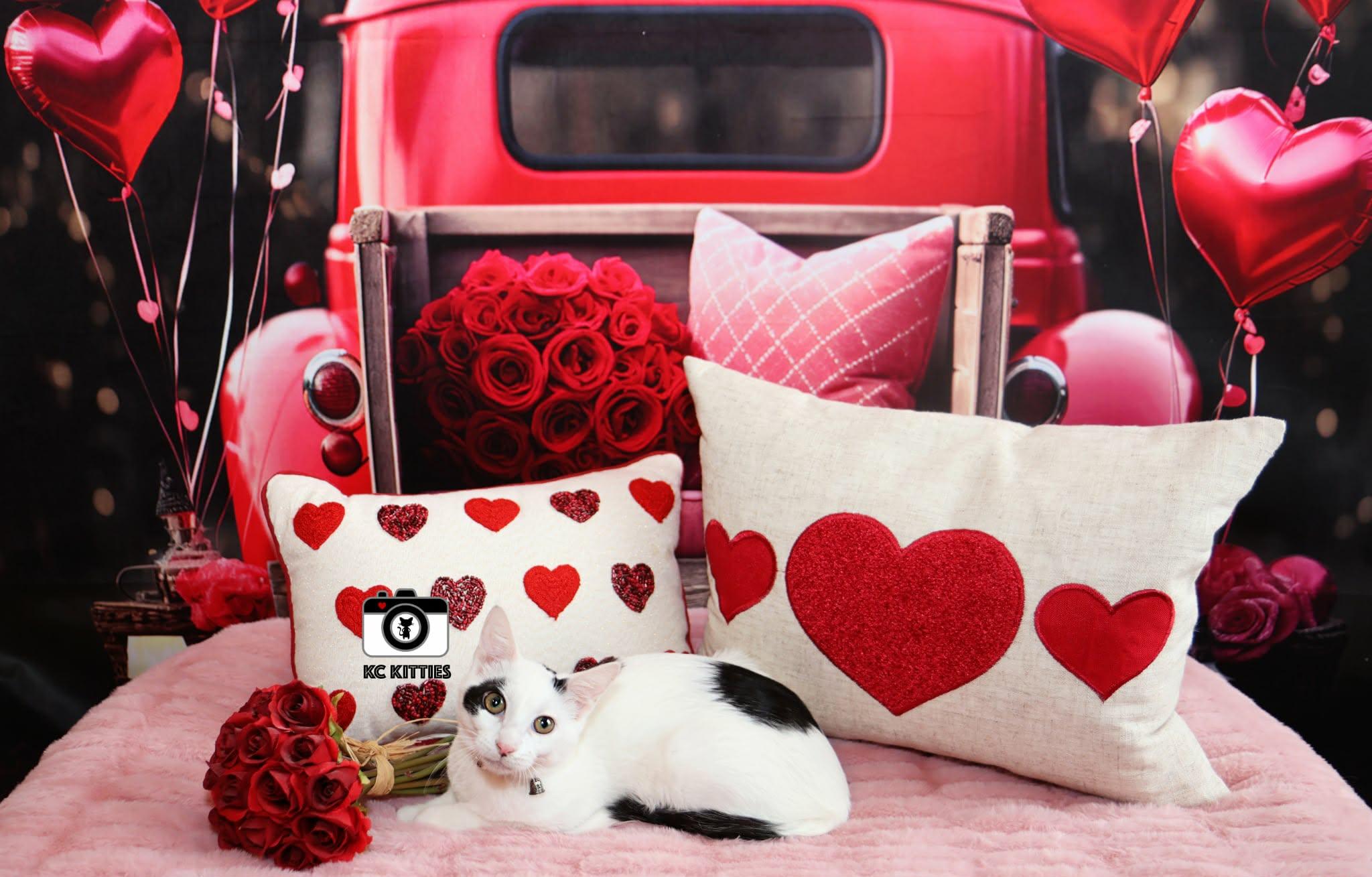 Enlarge Red Wine Supernova, a ADOPTABLE Domestic Short Hair in Overland Park, KS image 2/4