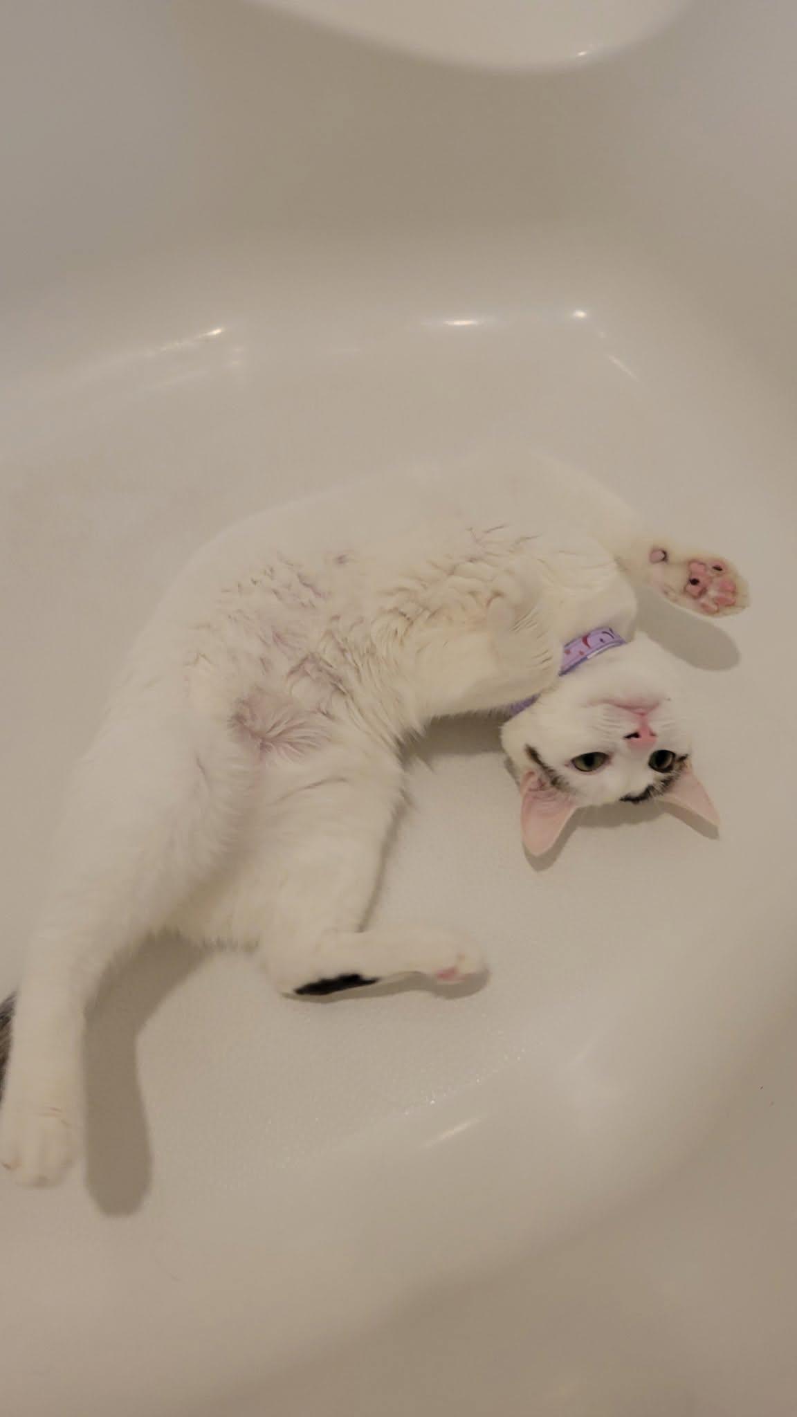 Red Wine Supernova, ADOPTABLE, Young Female Domestic Short Hair.