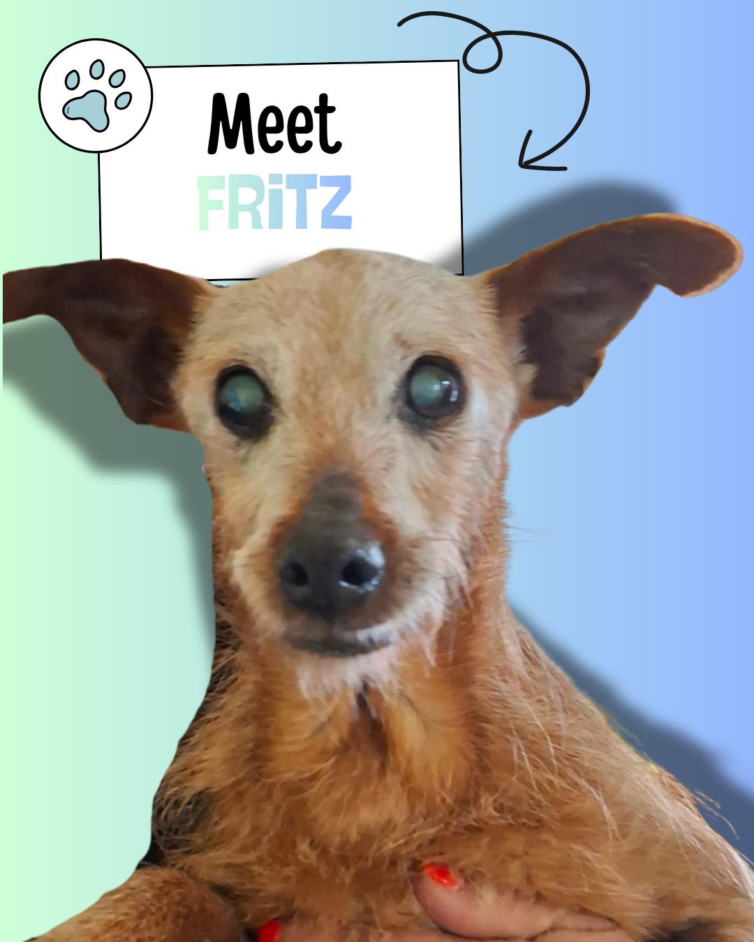 Fritz, adopted, Senior Male Wirehaired Terrier.