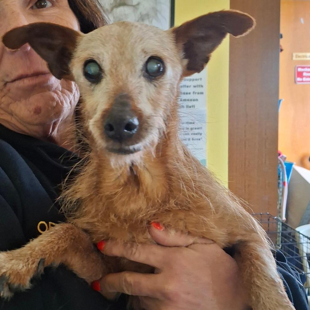 Enlarge Fritz, an adopted Wirehaired Terrier in Sulphur, KY image 2/4