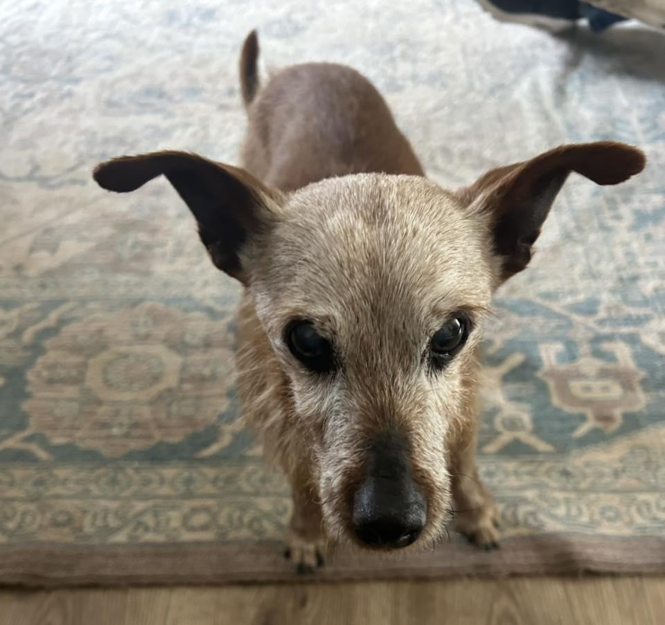 Enlarge Fritz, an adopted Wirehaired Terrier in Sulphur, KY image 3/4