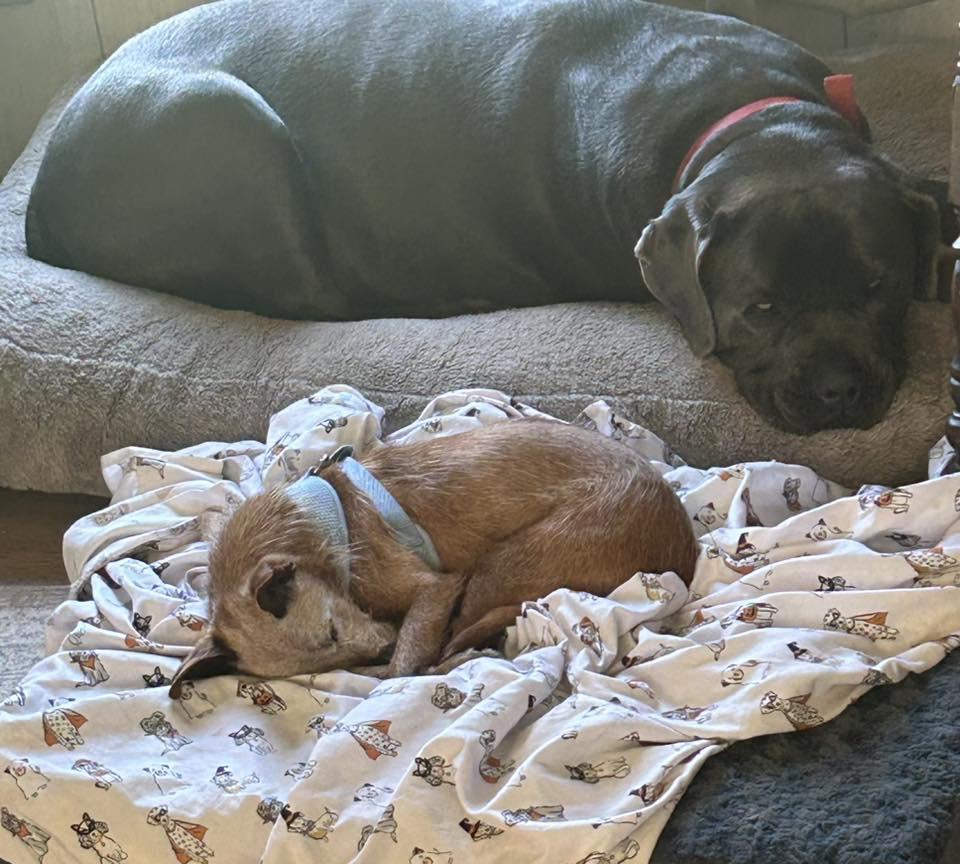 Enlarge Fritz, an adopted Wirehaired Terrier in Sulphur, KY image 4/4