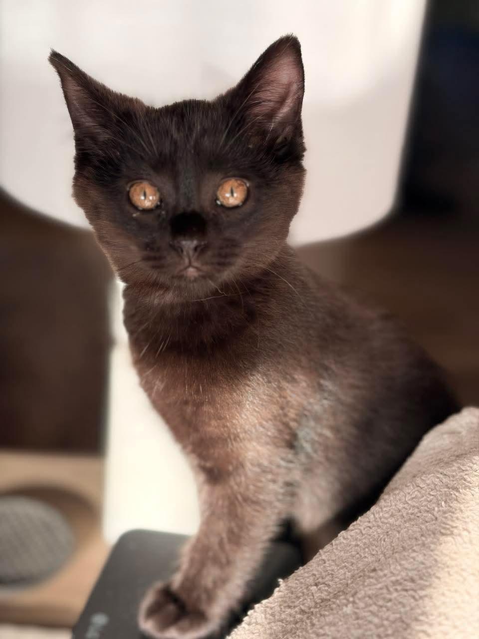 George(ina) (Clooney), a Adoptable mixed breed in Valley Center, KS image 6/6