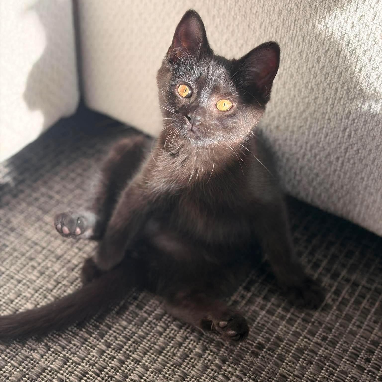 George(ina) (Clooney), Adoptable, Young Female Domestic Short Hair.