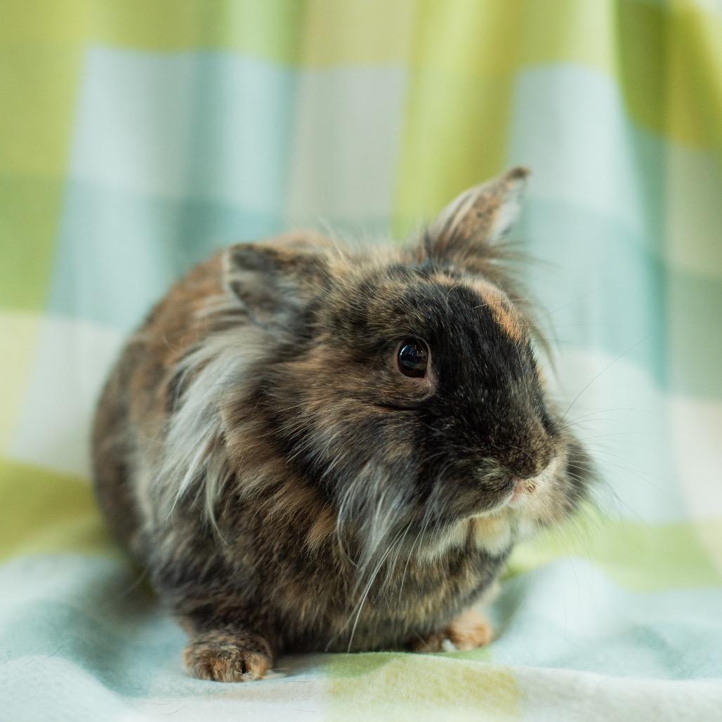 Pumpkin, Adoptable, Adult Male Lionhead.