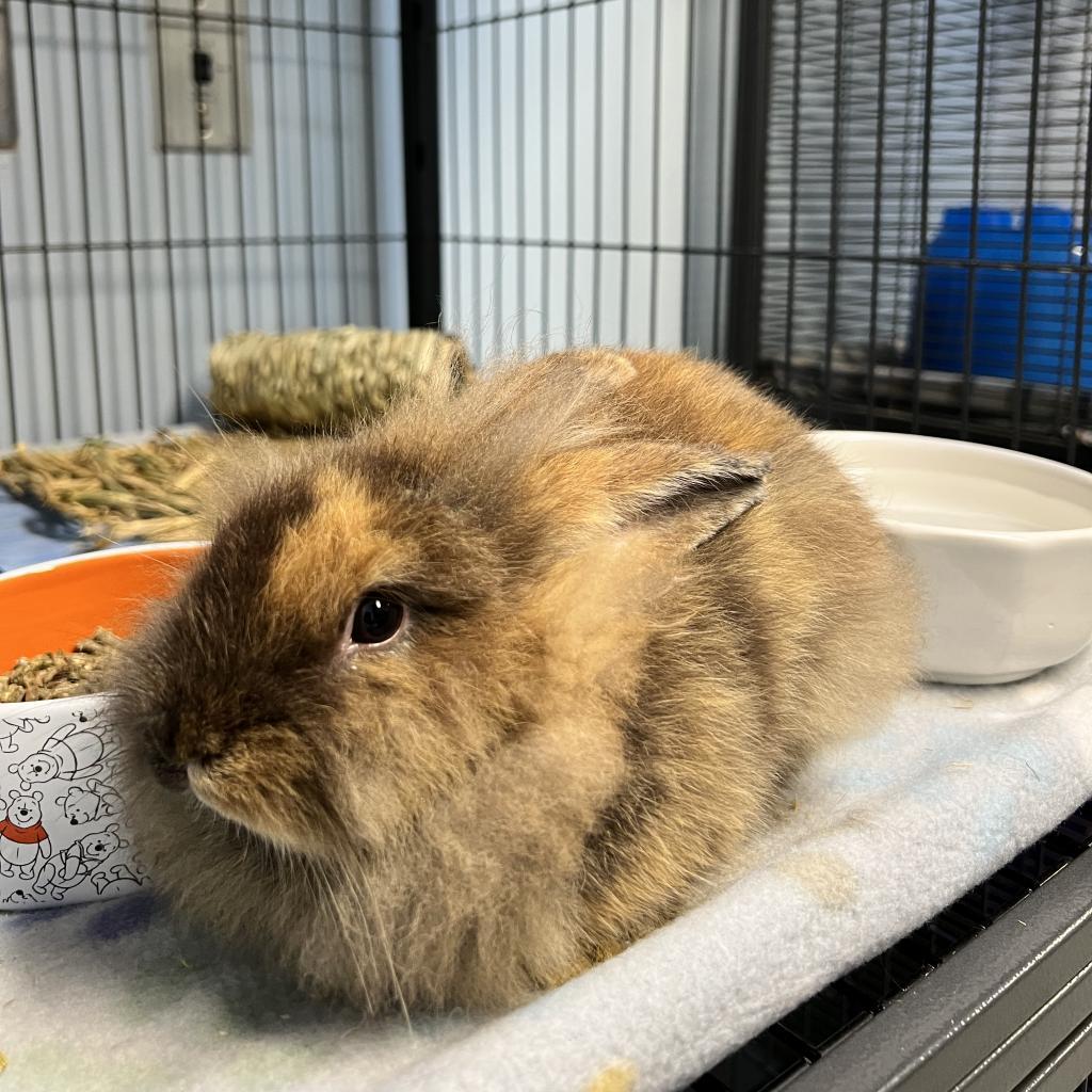 Enlarge Pumpkin, a Adoptable Lionhead in Warwick, RI image 2/5