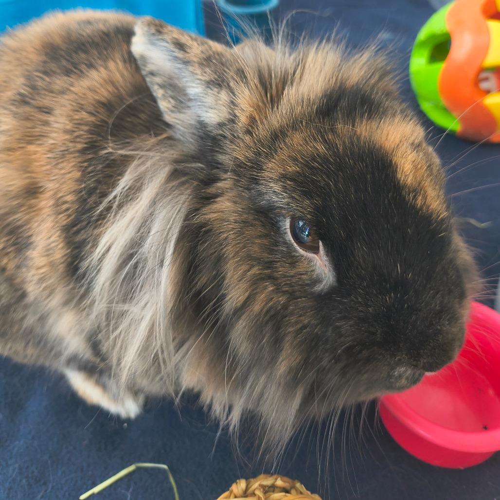 Enlarge Pumpkin, a Adoptable Lionhead in Warwick, RI image 3/5