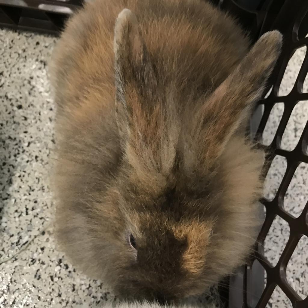 Enlarge Pumpkin, a Adoptable Lionhead in Warwick, RI image 4/5