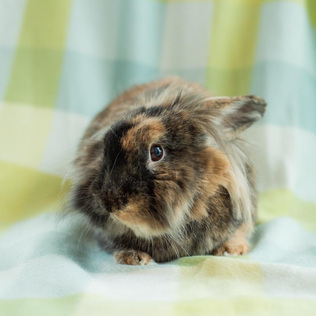 Enlarge Pumpkin, a Adoptable Lionhead in Warwick, RI image 5/5