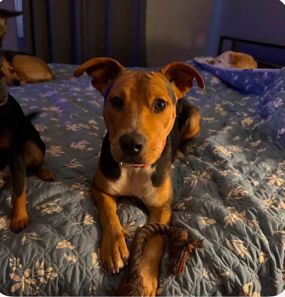 Enlarge Kardi, a Adoptable mixed breed in McHenry, IL image 2/3