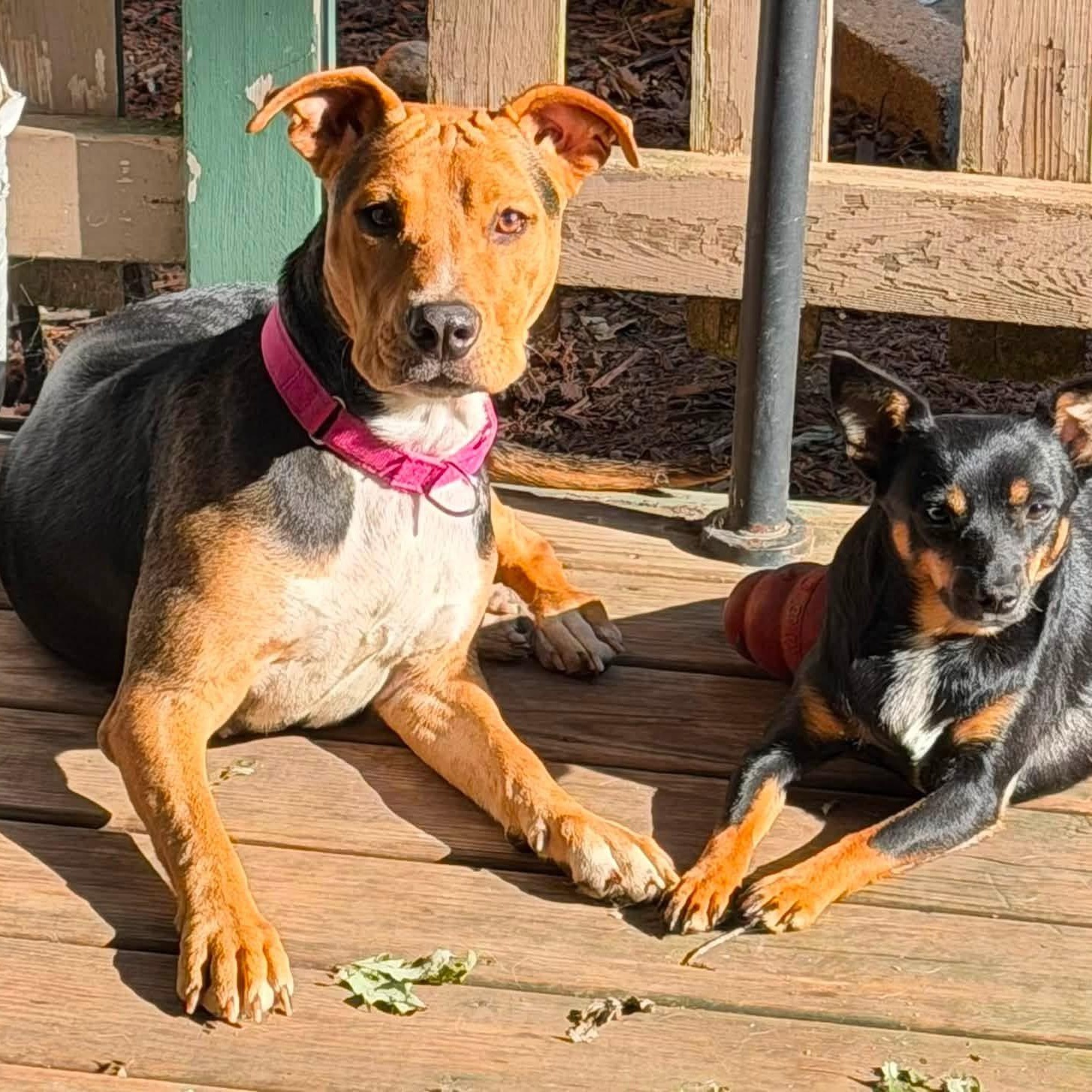 Enlarge Kardi, a Adoptable mixed breed in McHenry, IL image 3/3