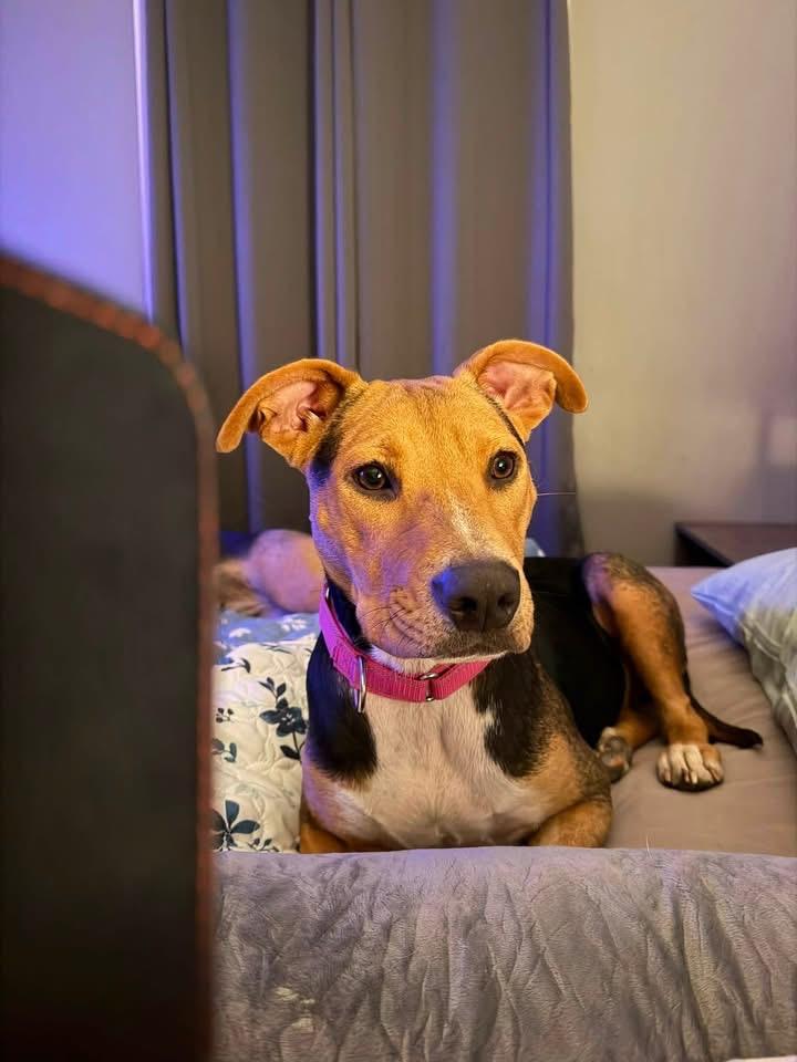Kardi, Adoptable, Young Female Pit Bull Terrier.