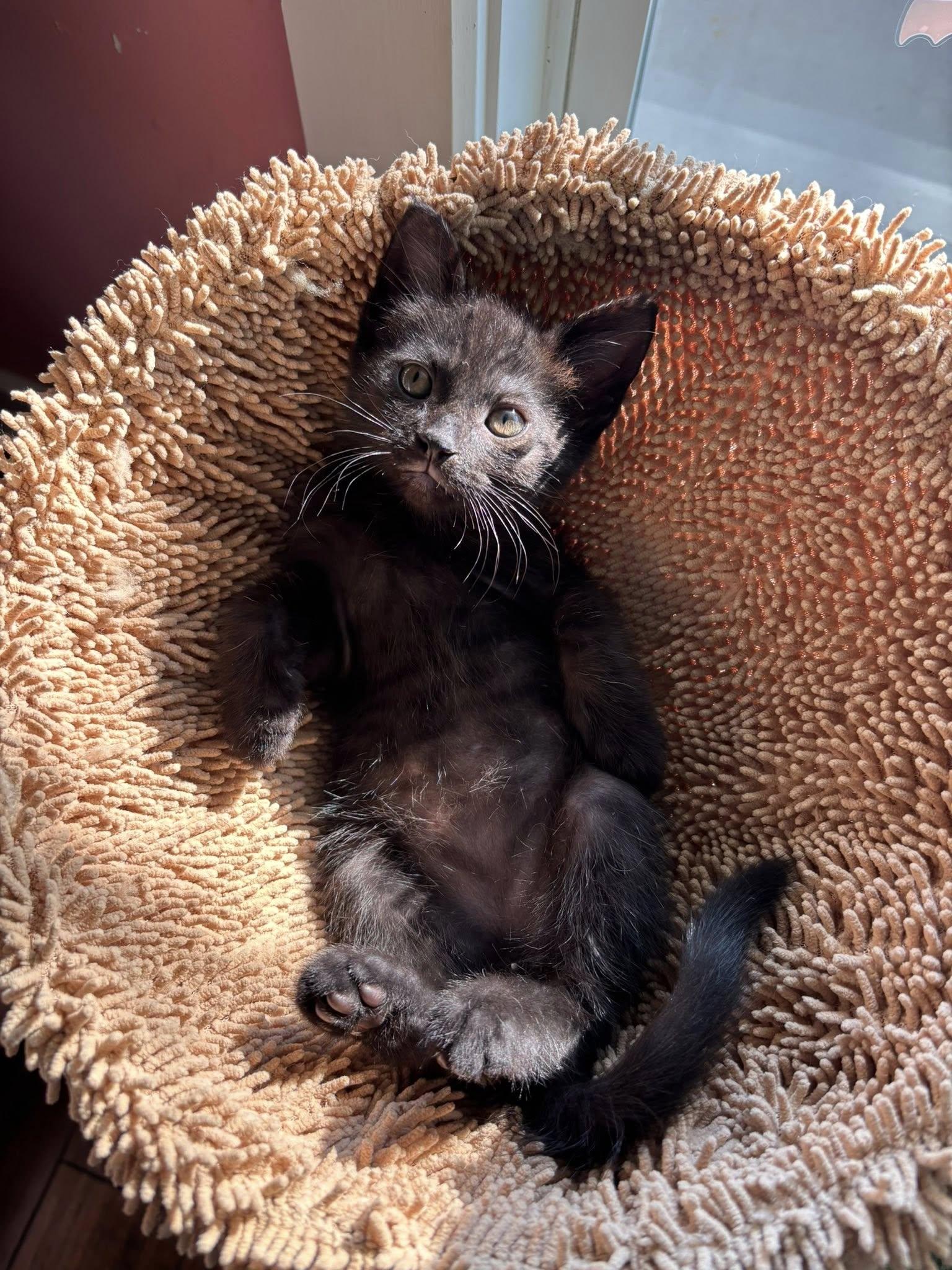 Frankie, Adoptable, Kitten Male Domestic Short Hair.