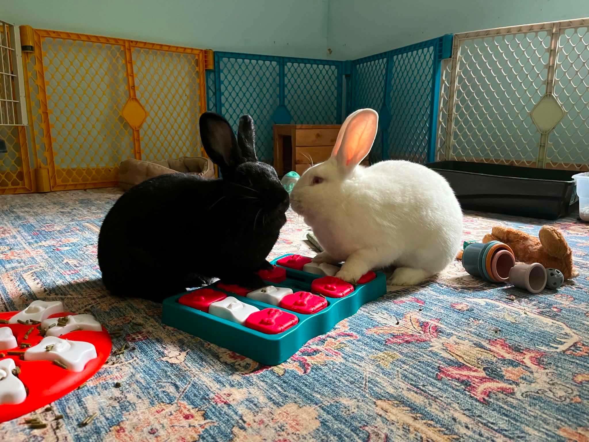 Enlarge Sour Cream (and Onion), a Adoptable Bunny Rabbit in Portland, ME image 2/6