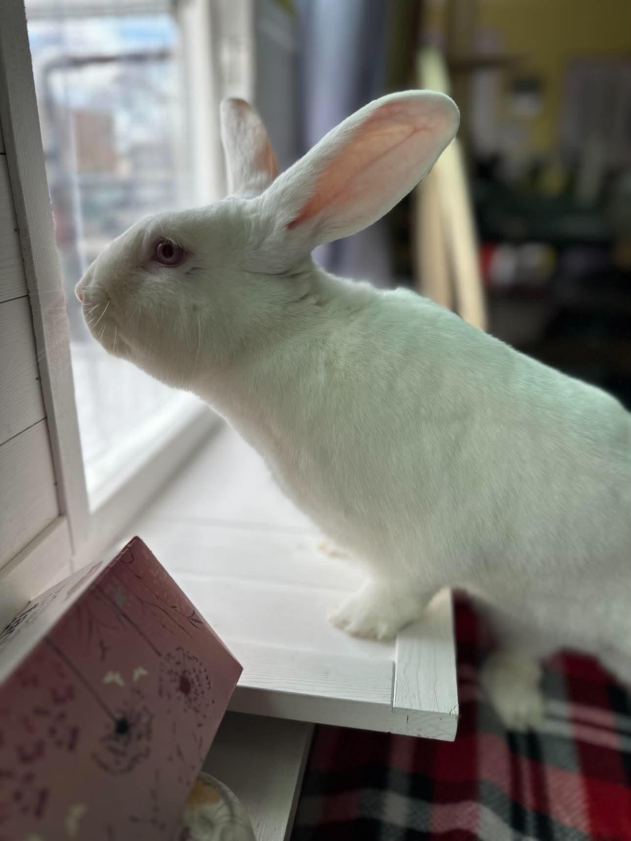 Enlarge Sour Cream (and Onion), a Adoptable Bunny Rabbit in Portland, ME image 6/6