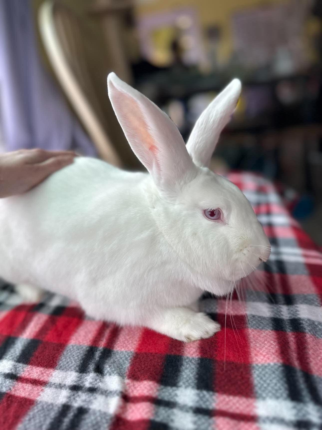 Enlarge Sour Cream (and Onion), a Adoptable Bunny Rabbit in Portland, ME image 4/6