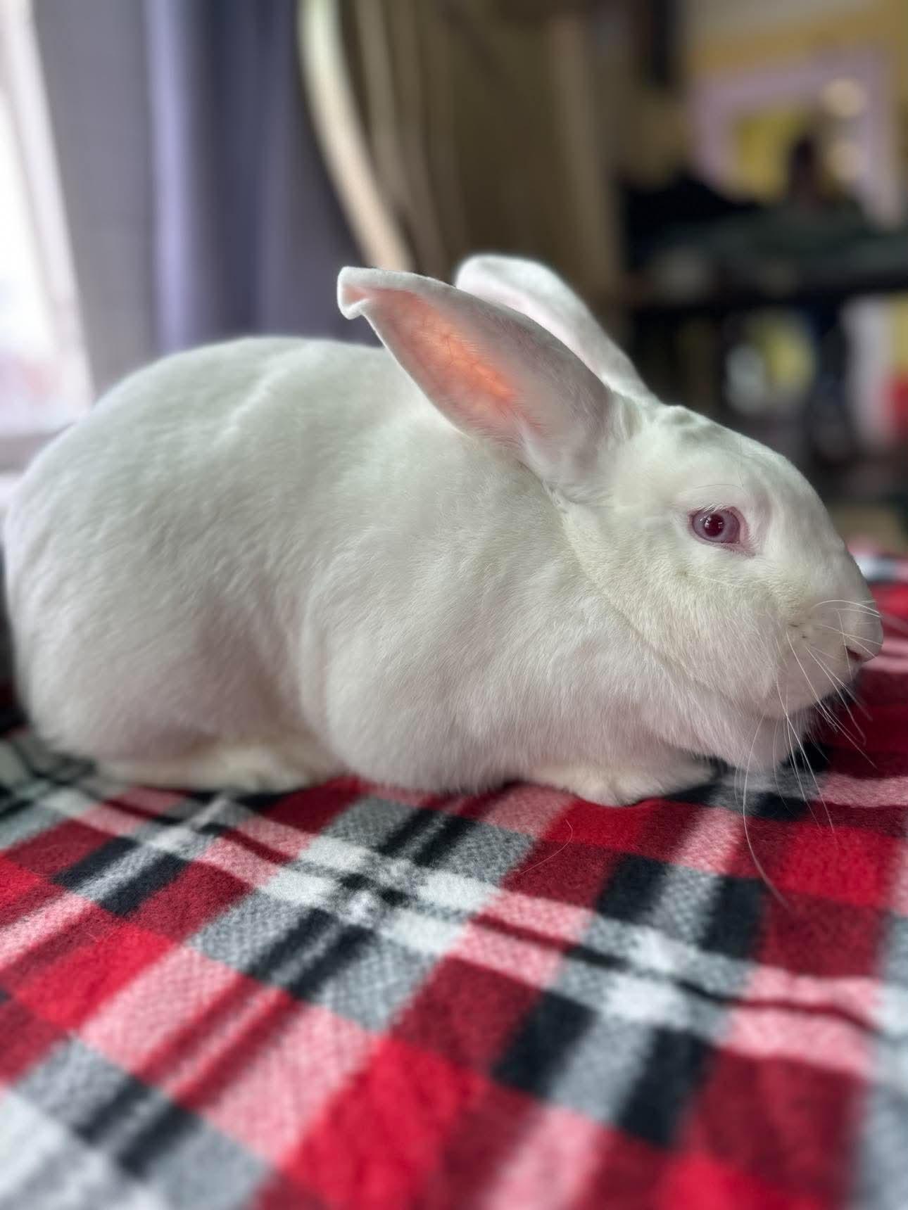 Enlarge Sour Cream (and Onion), a Adoptable Bunny Rabbit in Portland, ME image 3/6