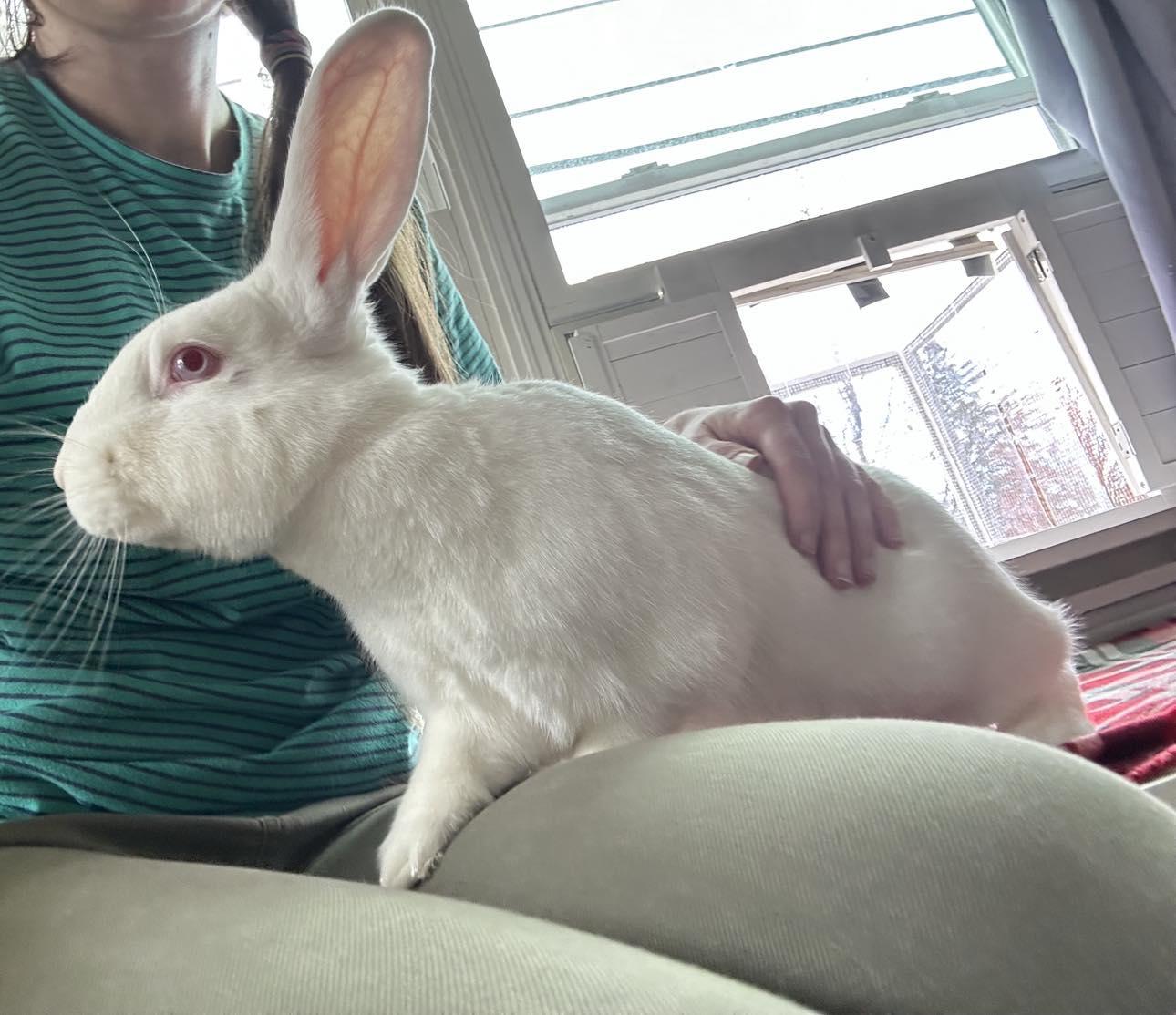 Enlarge Sour Cream (and Onion), a Adoptable Bunny Rabbit in Portland, ME image 5/6