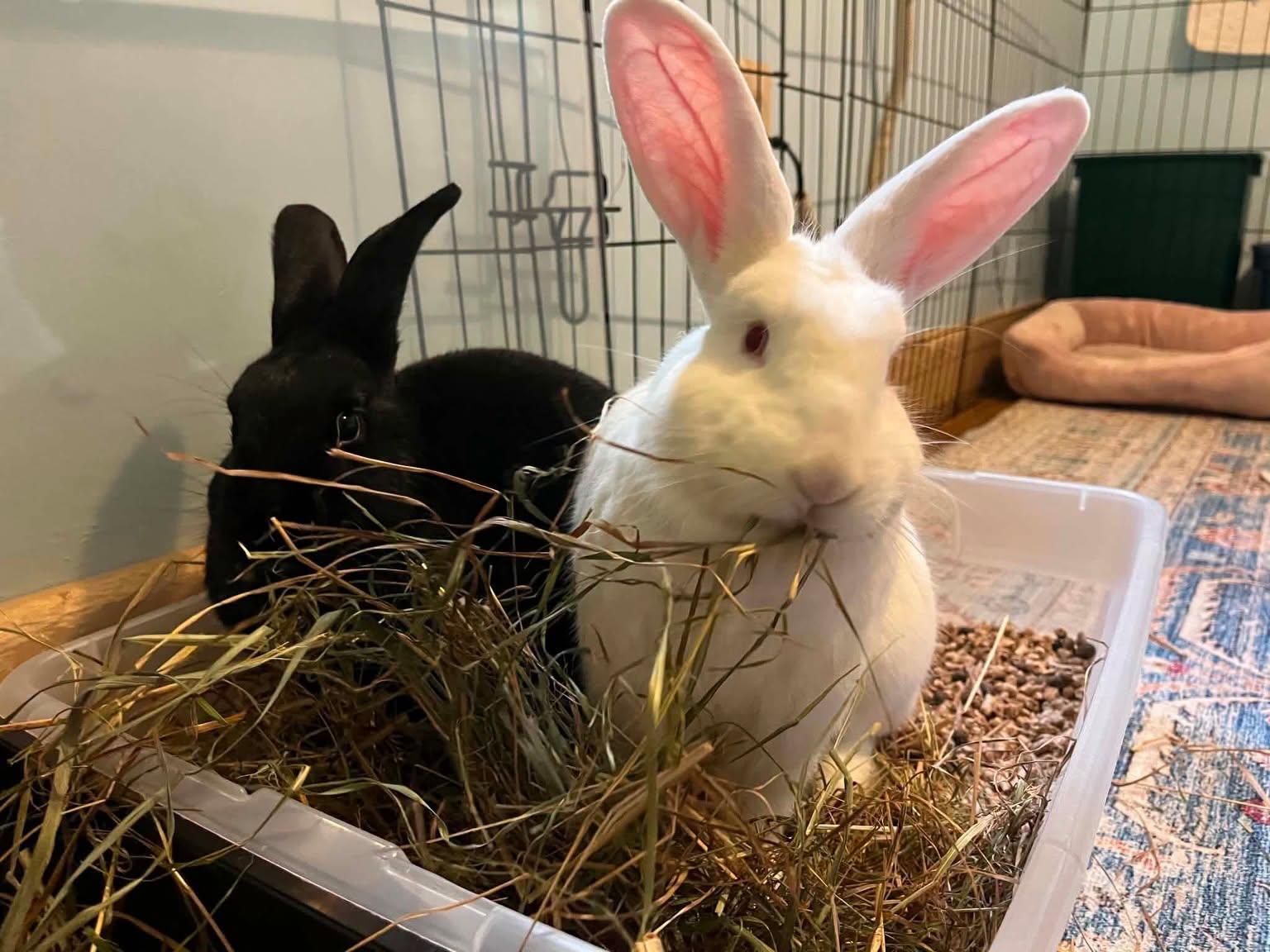 Sour Cream (and Onion), Adoptable, Young Male Bunny Rabbit.