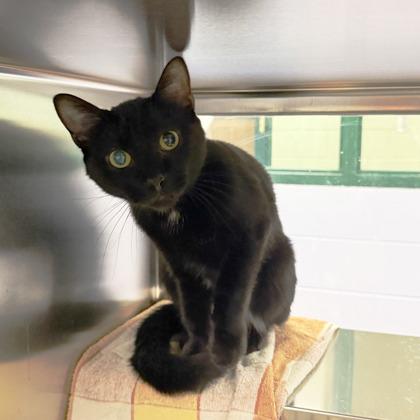 Oreo, Adoptable, Adult Male Domestic Short Hair & Domestic Short Hair.