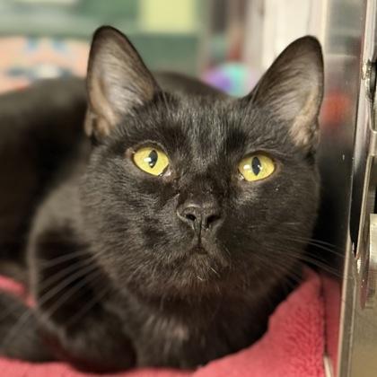 Oreo, a Adoptable Domestic Short Hair in Madison, WI image 2/3