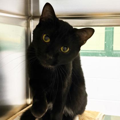Oreo, a Adoptable Domestic Short Hair in Madison, WI image 3/3