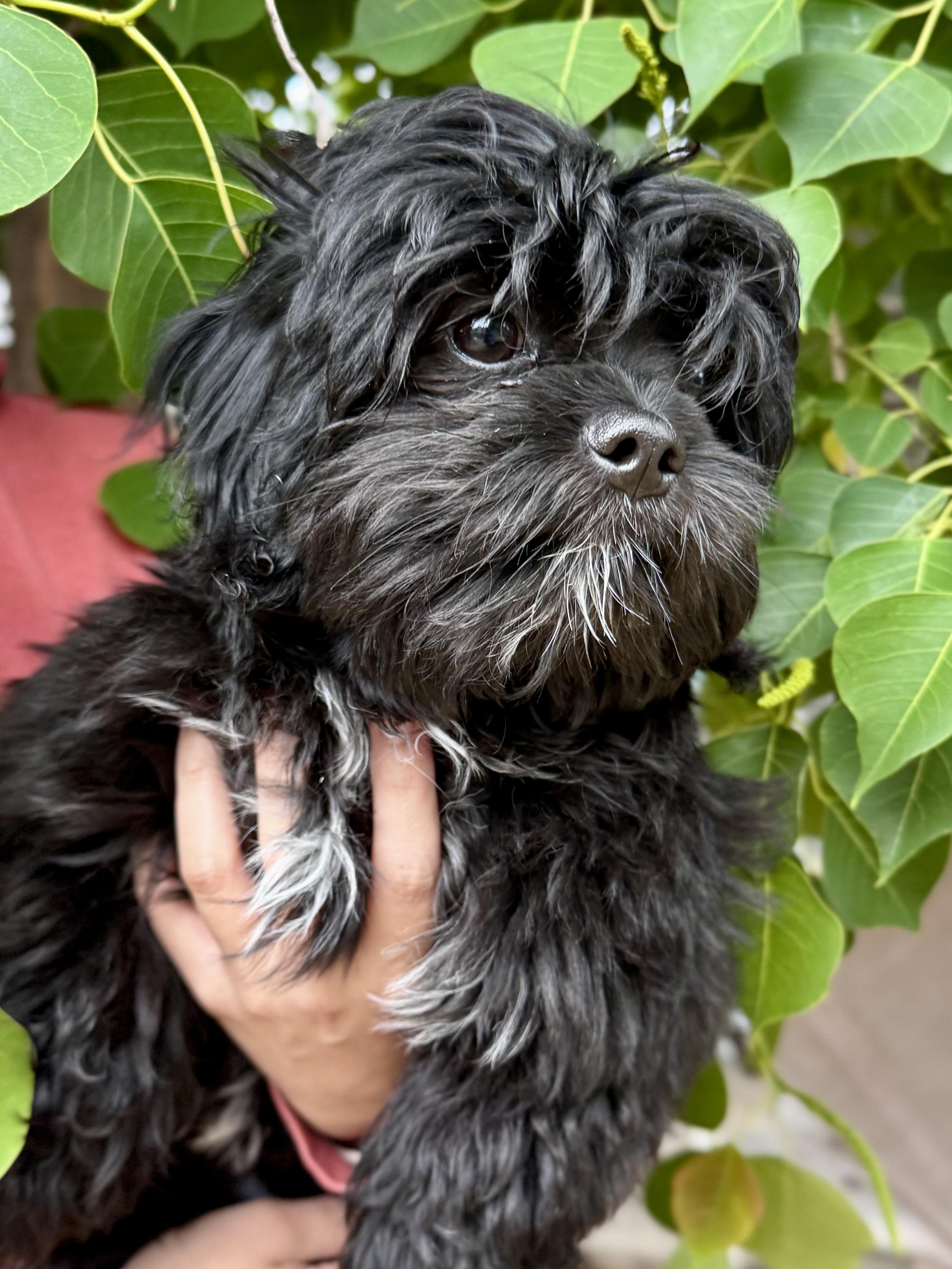 Enlarge BABY LOGAN , an adopted mixed breed in Fresno, CA image 1/4
