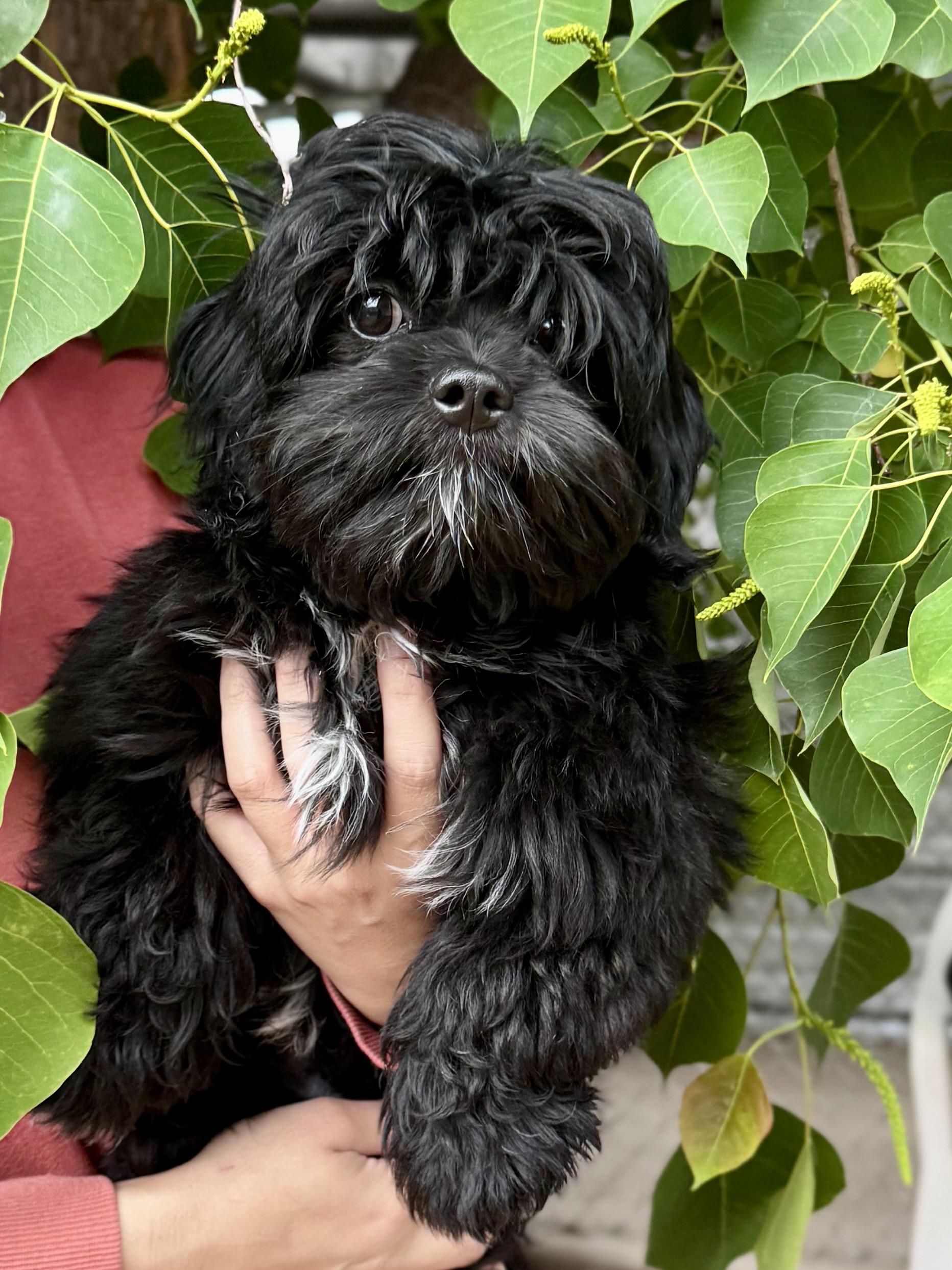 Enlarge BABY LOGAN , an adopted mixed breed in Fresno, CA image 2/4