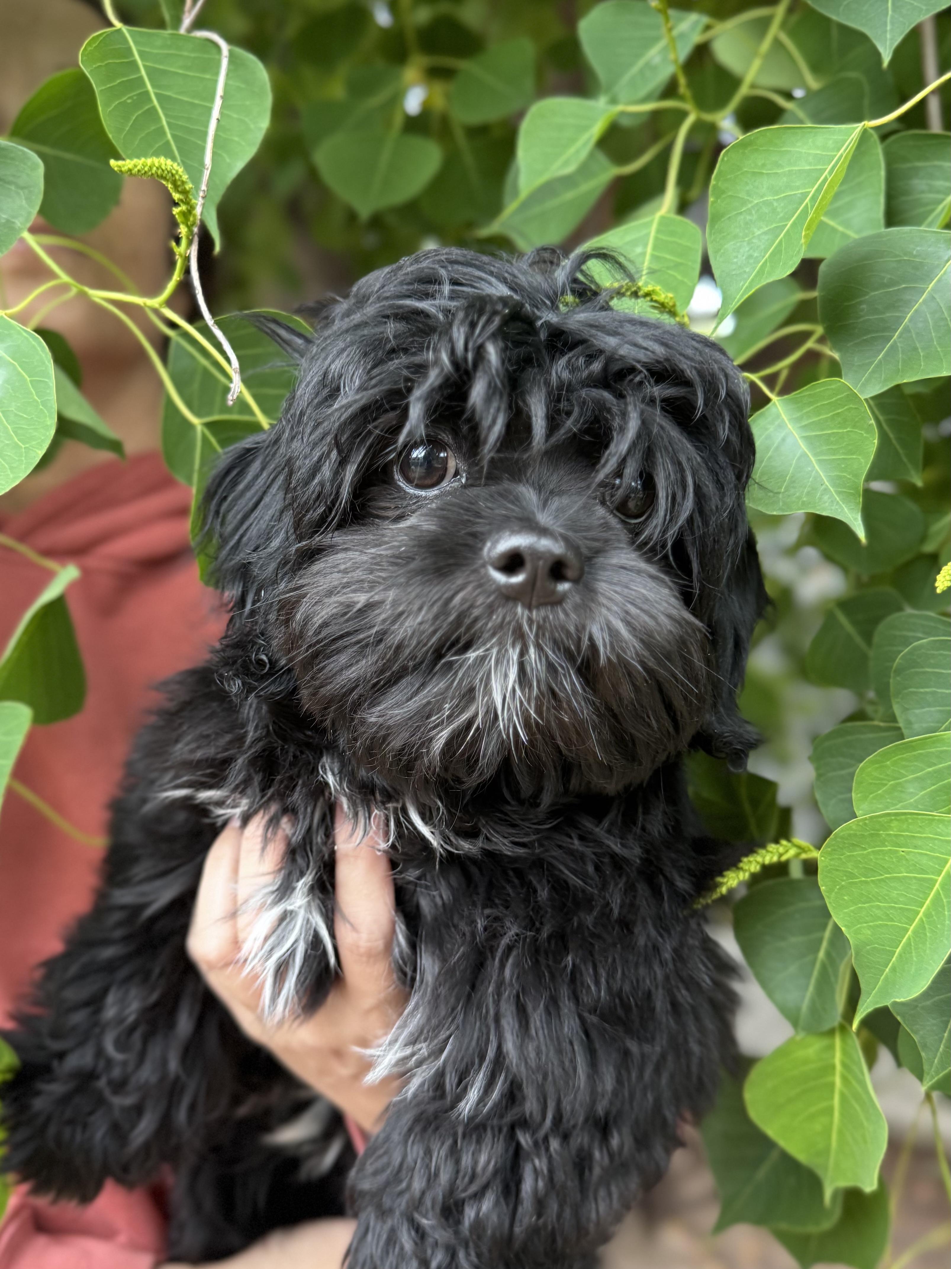 Enlarge BABY LOGAN , an adopted mixed breed in Fresno, CA image 3/4