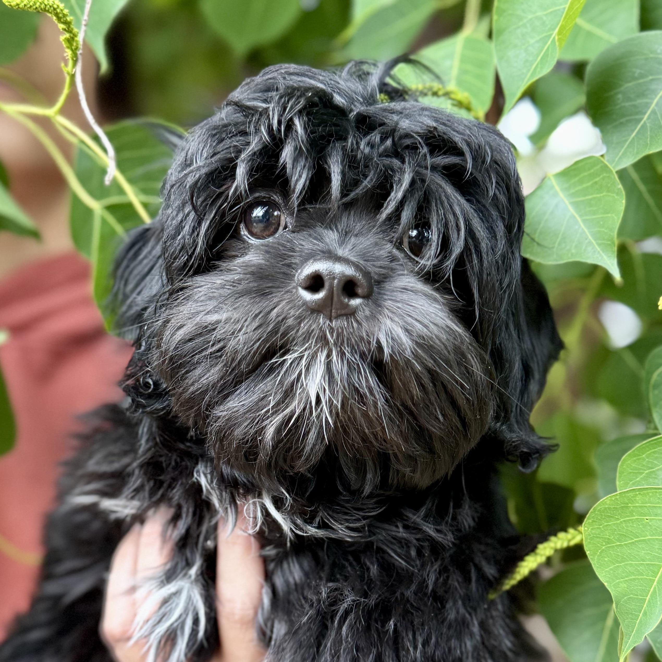 Enlarge BABY LOGAN , an adopted mixed breed in Fresno, CA image 4/4