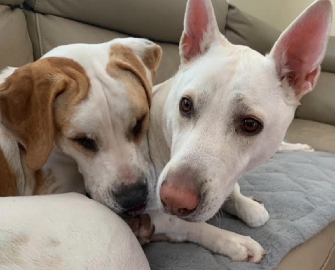 Georgia, Adoptable, Adult Female American Bulldog.